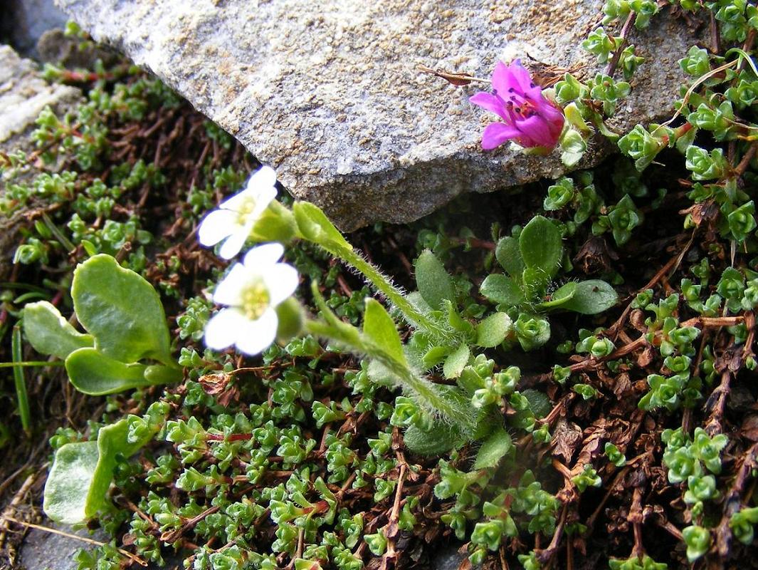 Saxifraga androsacea / Sassifraga rosulata